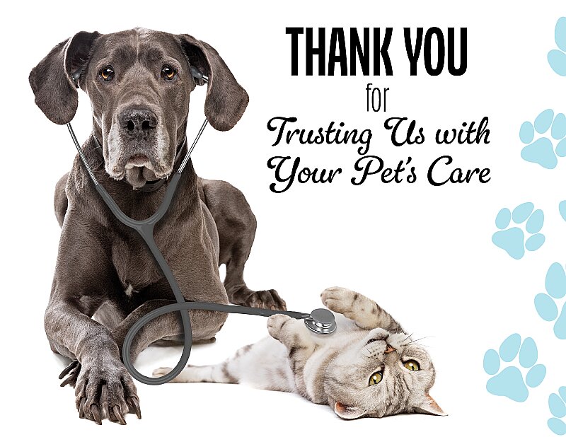 Caring for Your Furry Friends