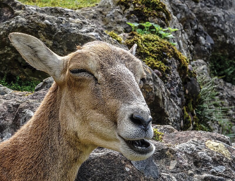 Goat