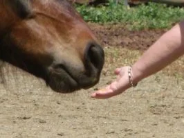 Horsespeak Center for Personal Development Inc logo