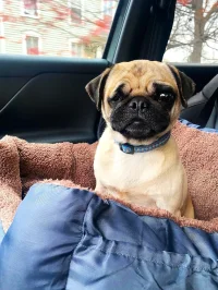 Mid Michigan Pug Club logo