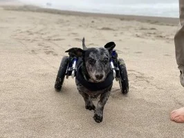 Stevens Animal Sanctuary logo