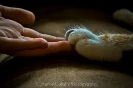 Touched By A Paw logo